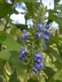 Chia olej (salvia hispanica)